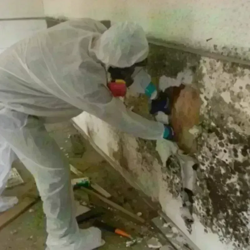 Mold Remediation and Removal in Grand Blanc, MI